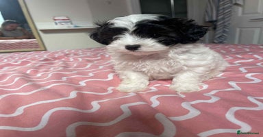 Maltipoo dogs - Advert 6