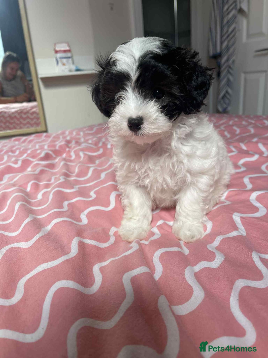 Maltipoo dogs for sale: Maltipoo puppies for sale  - Image 3
