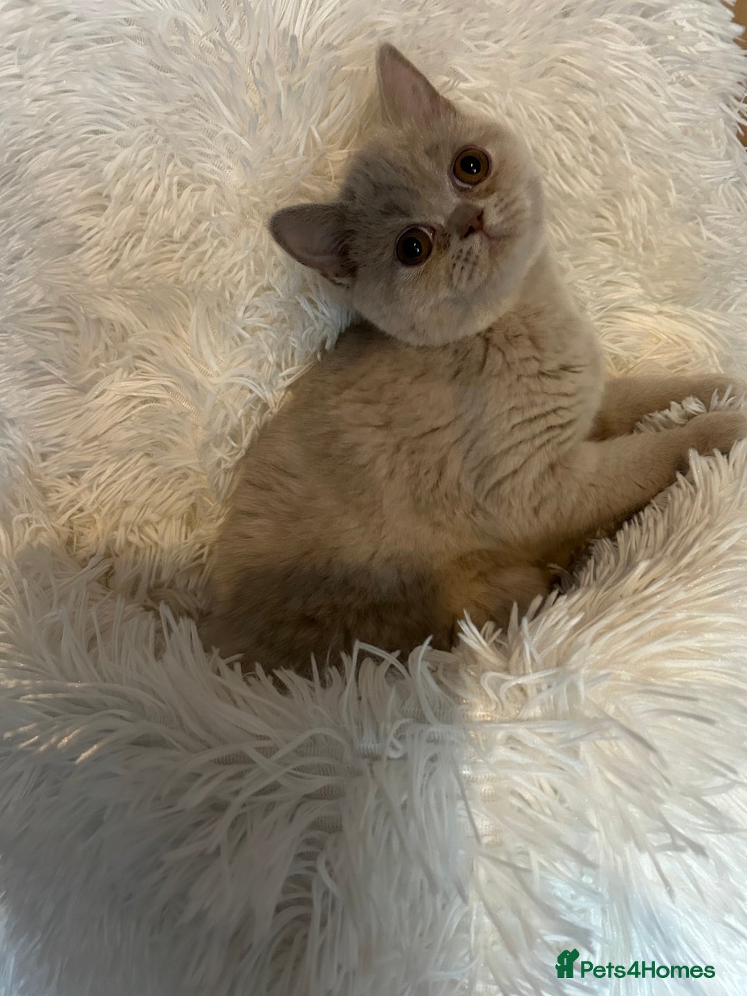 British Shorthair cats for sale: Beautiful lilac BSH Kittens awaiting homes - Image 2