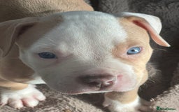 American Bulldog dogs for sale: 11 beautiful American bulldogs puppies. - Image 3