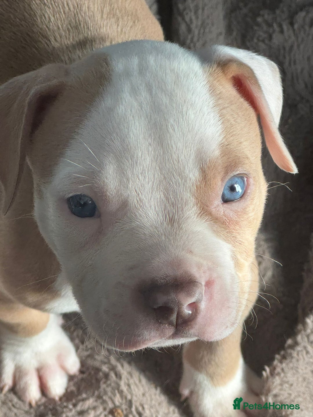 American Bulldog dogs for sale: 11 beautiful American bulldogs puppies. - Image 3