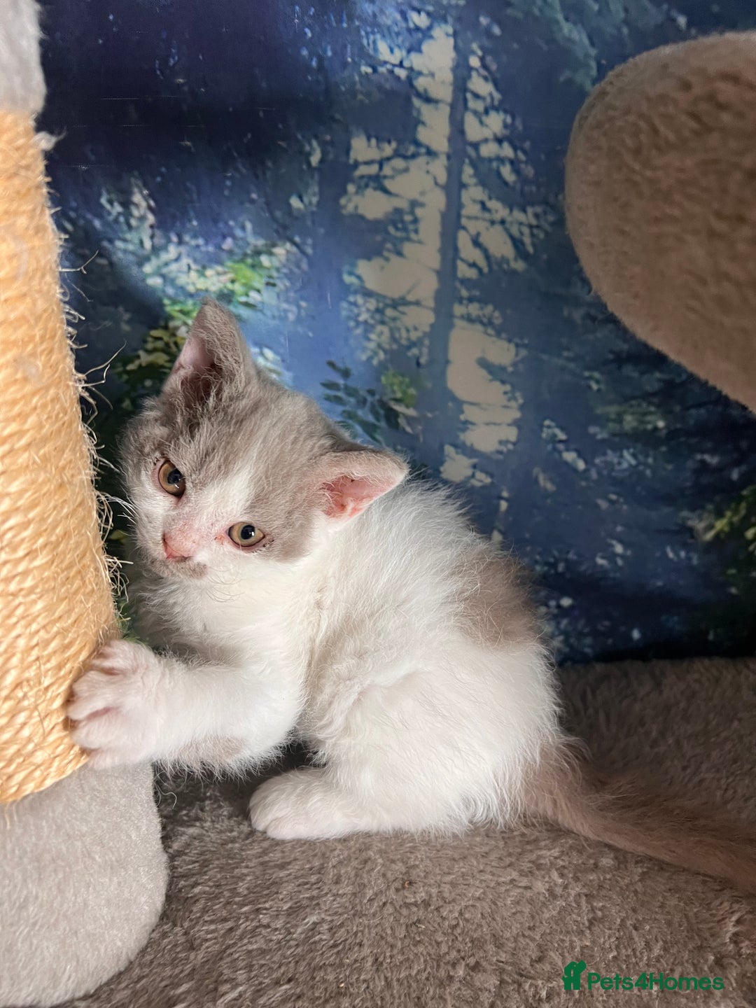 Selkirk Rex cats for sale: Gorgeous Selkirk Rex kittens - Image 17