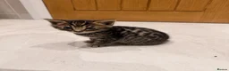 Mixed Breed cats for sale: Half bengal kitten  - Advert 10