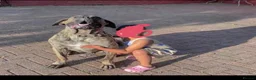 Presa Canario dogs for sale: Purebred chunky presa canario puppies  in Sheffield - Advert 12