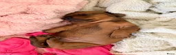 Miniature Dachshund dogs for sale: 2 x miniature dachshunds  in Colchester - Advert 15