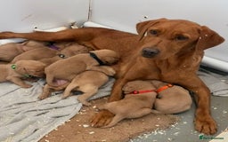 Labrador Retriever dogs for sale: 9 kc Labrador pups  - Image 1