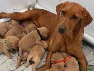 Labrador Retriever dogs - Advert 2