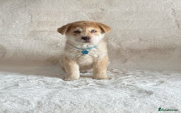 Chow Chow dogs for sale: Chocolate Merle blue eyed chowsky male puppy  - Image 6