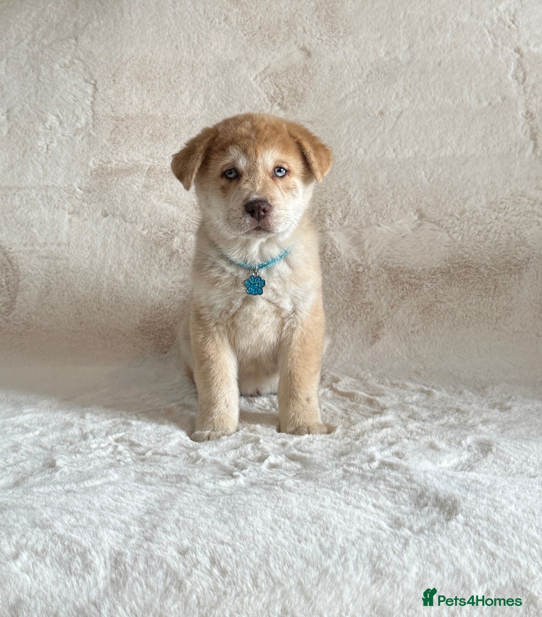 Chow Chow dogs for sale: Chocolate Merle blue eyed chowsky male puppy  - Image 6