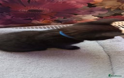 British Shorthair cats for sale: British shorthair - Advert 13