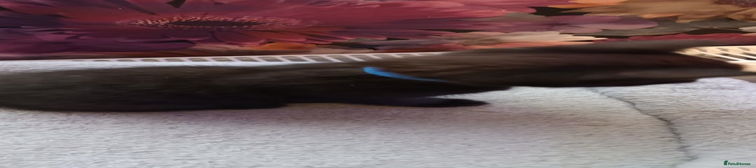 British Shorthair Kitten 2