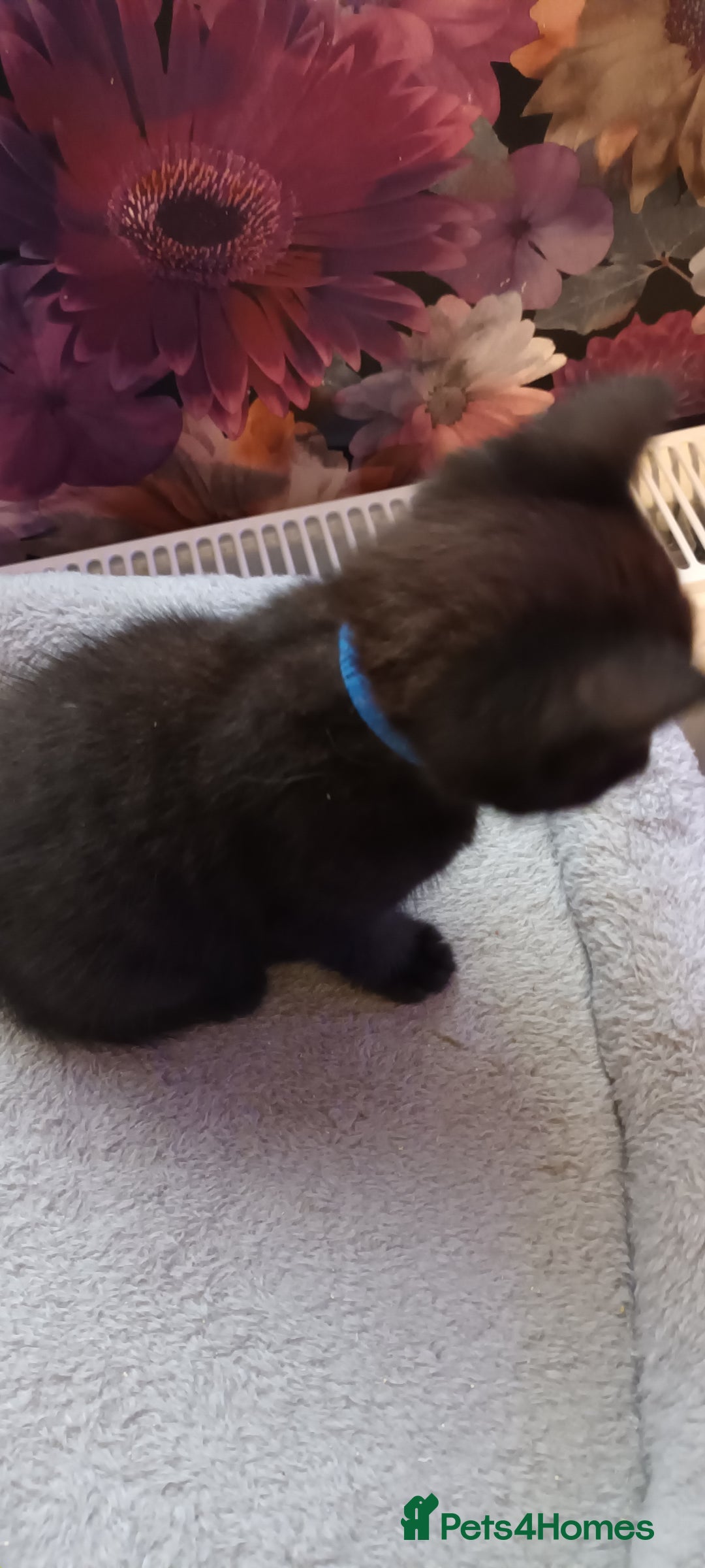 British Shorthair cats for sale: British shorthair - Advert 13