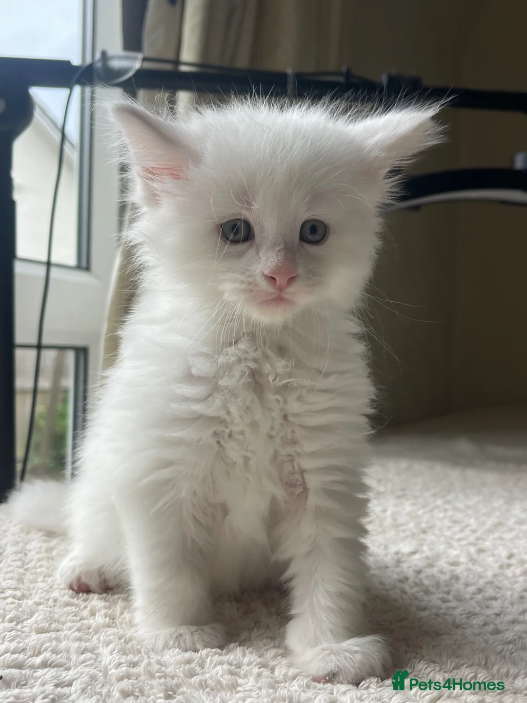 Maine Coon cats for sale: Maine Coon boy - Advert 2