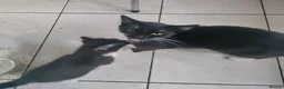 Mixed Breed cats for sale: 3 adorable fur babies - Advert 3