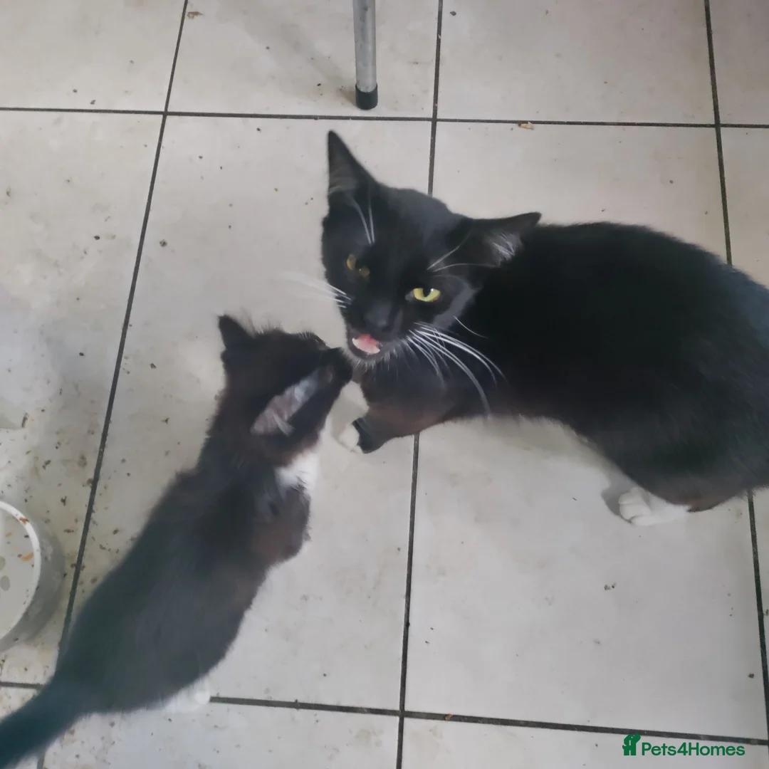 Mixed Breed cats for sale: 3 adorable fur babies - Advert 3