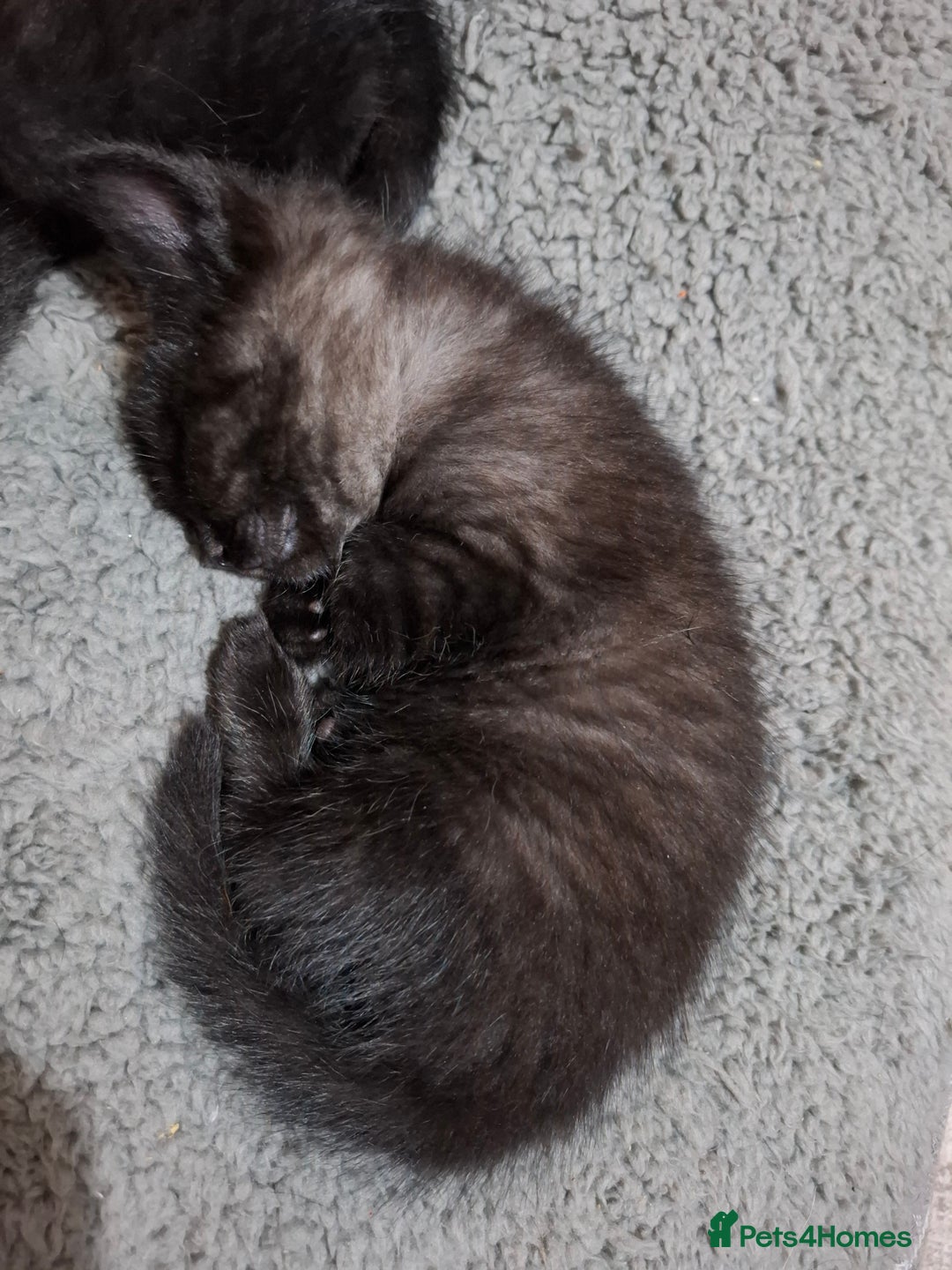 Mixed Breed cats for sale: 2 Cute Male BSH X Kittens - Image 2