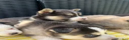Pomsky dogs for sale: Pomsky puppys in Cardiff - Advert 4