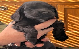 Cocker Spaniel dogs for sale: Stunning KC Reg Show Cocker, health tested mum - Advert 18