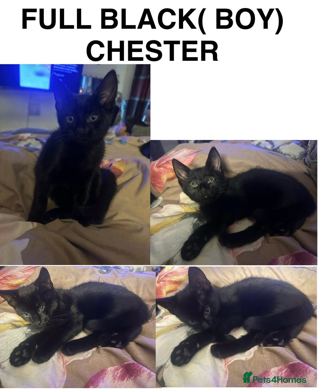 Domestic Shorthair cats for sale: 2 Adorable kitten available to be re-homed 🥰 - Advert 2