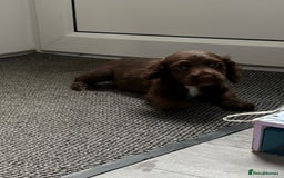 Cocker Spaniel dogs for sale: Cockerspaniel  girl  - Image 1