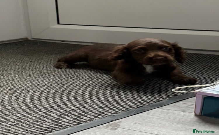 Cocker Spaniel dogs - Advert 15