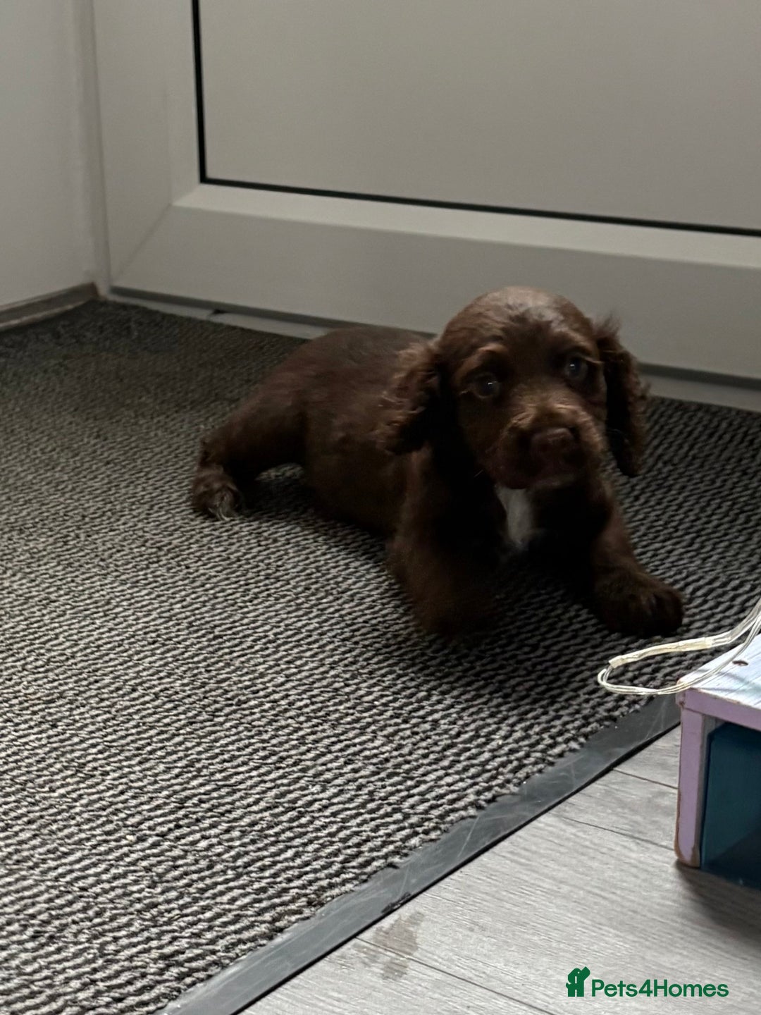 Cocker Spaniel dogs for sale: Cockerspaniel  girl  - Image 1