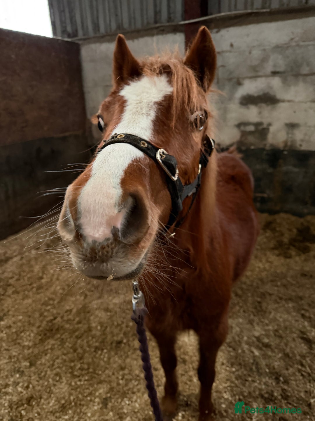 Welsh Section A horses for sale: Little Daisy chain  - Advert 4
