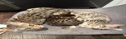 Bengal cats for sale: Stunning F5 Savannah × Sepia Bengal Male - Advert 6