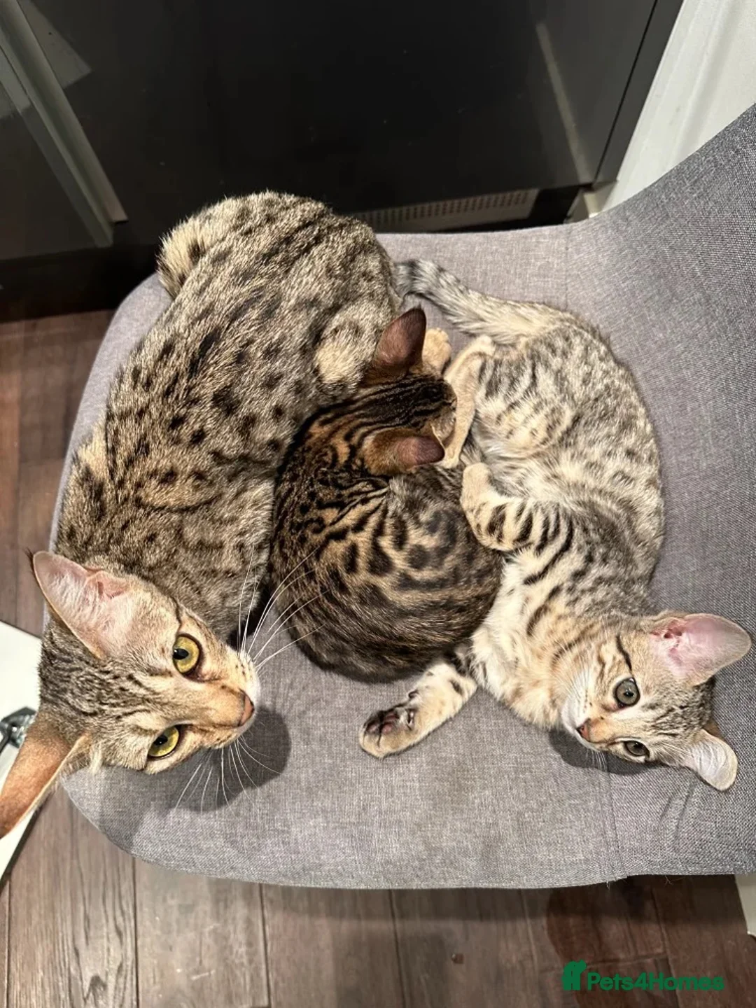 Bengal cats for sale: Stunning F5 Savannah × Sepia Bengal Male - Advert 6