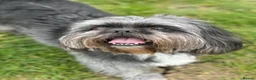 Shih Tzu dogs for sale: 5 purebred adorable fluffy shihtzu’s ready to view - Advert 38