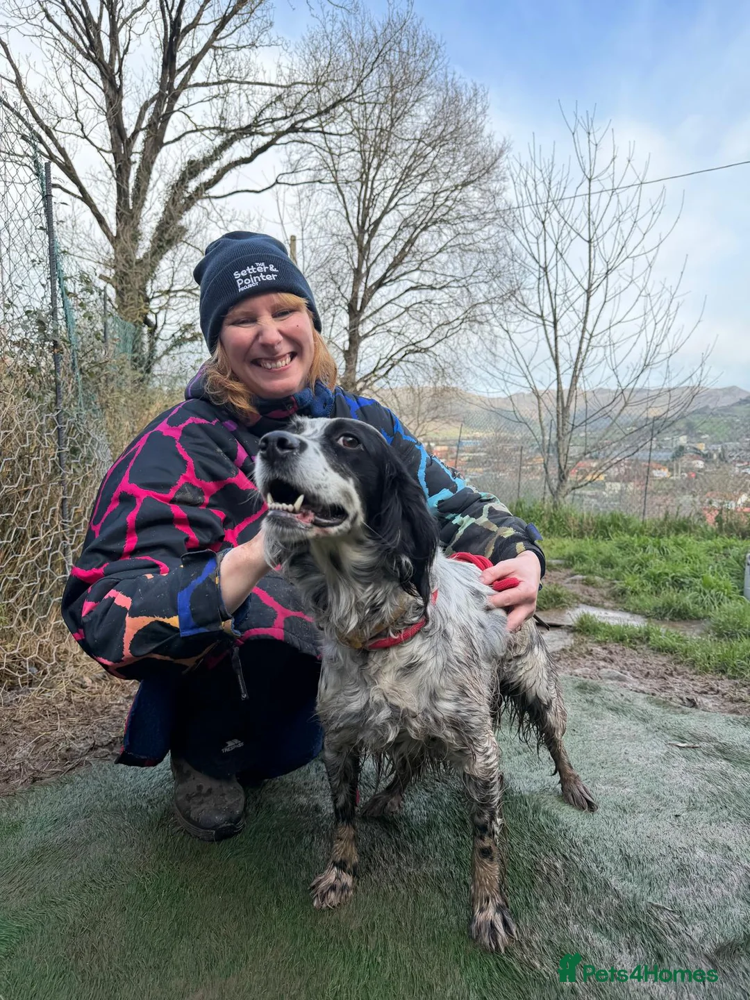 English Setter dogs for adoption: Kora  - Advert 4