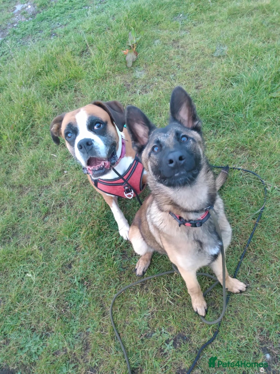 Belgian Shepherd Dog dogs for sale: Belgian Mali  - Image 3