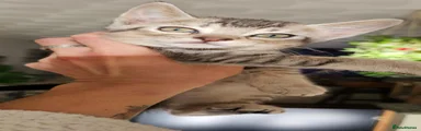 Kitten 1