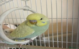 Budgerigars birds for sale: Pair of gorgeous Budgies - Image 3