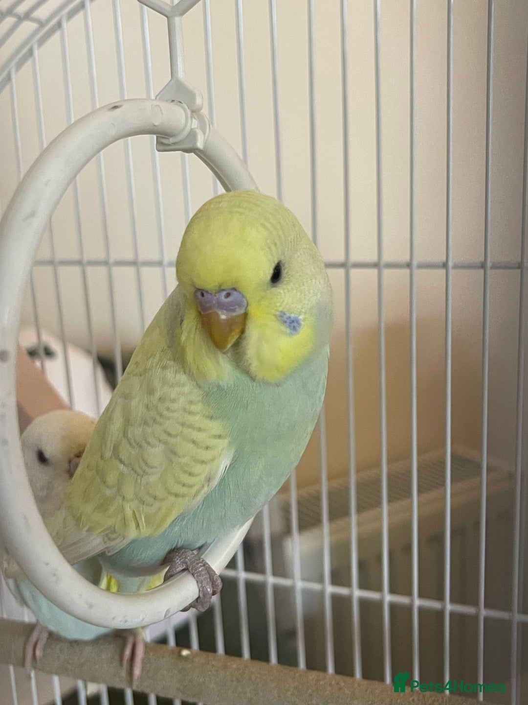 Budgerigars birds for sale: Pair of gorgeous Budgies - Image 3