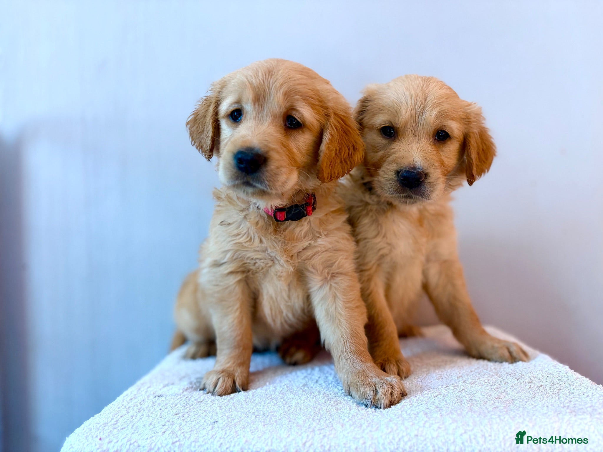 Golden Retriever dogs Fox Red, KC,  Extensively Health Tested Pups - Advert 2