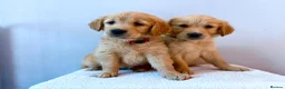 Golden Retriever dogs for sale: READY NOW Fox Red, KC, Health Tested Pups - Advert 7