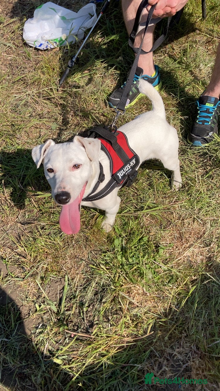 Jack Russell dogs Jack Russell to stud  in Blaydon-on-Tyne - Advert 4