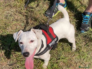Jack Russell dogs Jack Russell to stud in Blaydon-on-Tyne - Advert 4