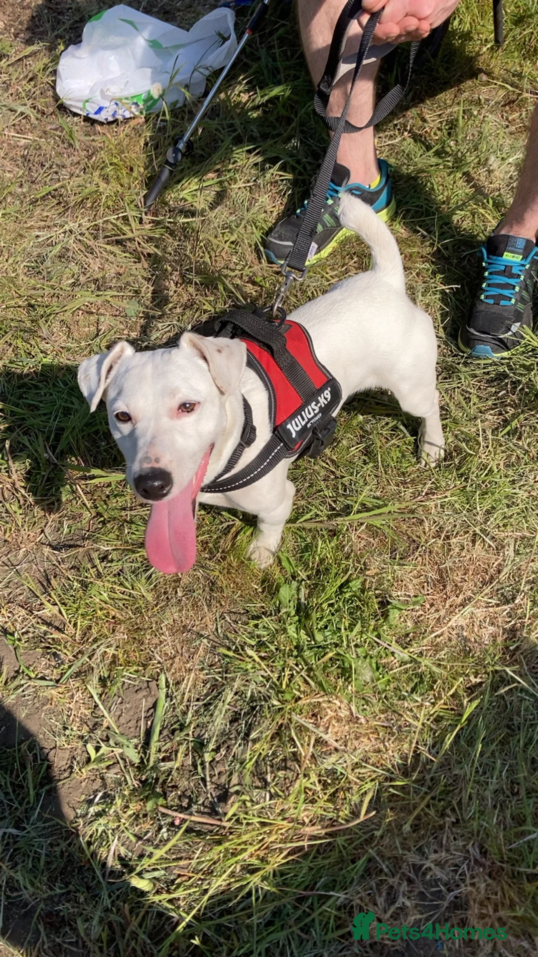 Jack Russell dogs for stud: Handsome Jack Russell to stud 🐶  in Blaydon-on-Tyne - Advert 1