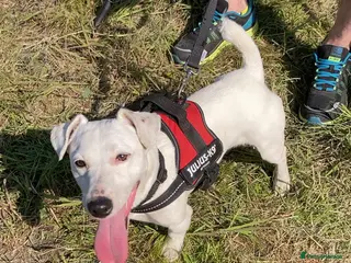 Jack Russell dogs Handsome Jack Russell to stud 🐶 in Blaydon-on-Tyne - Advert 17