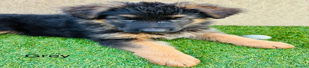 German Shepherd Puppy 1