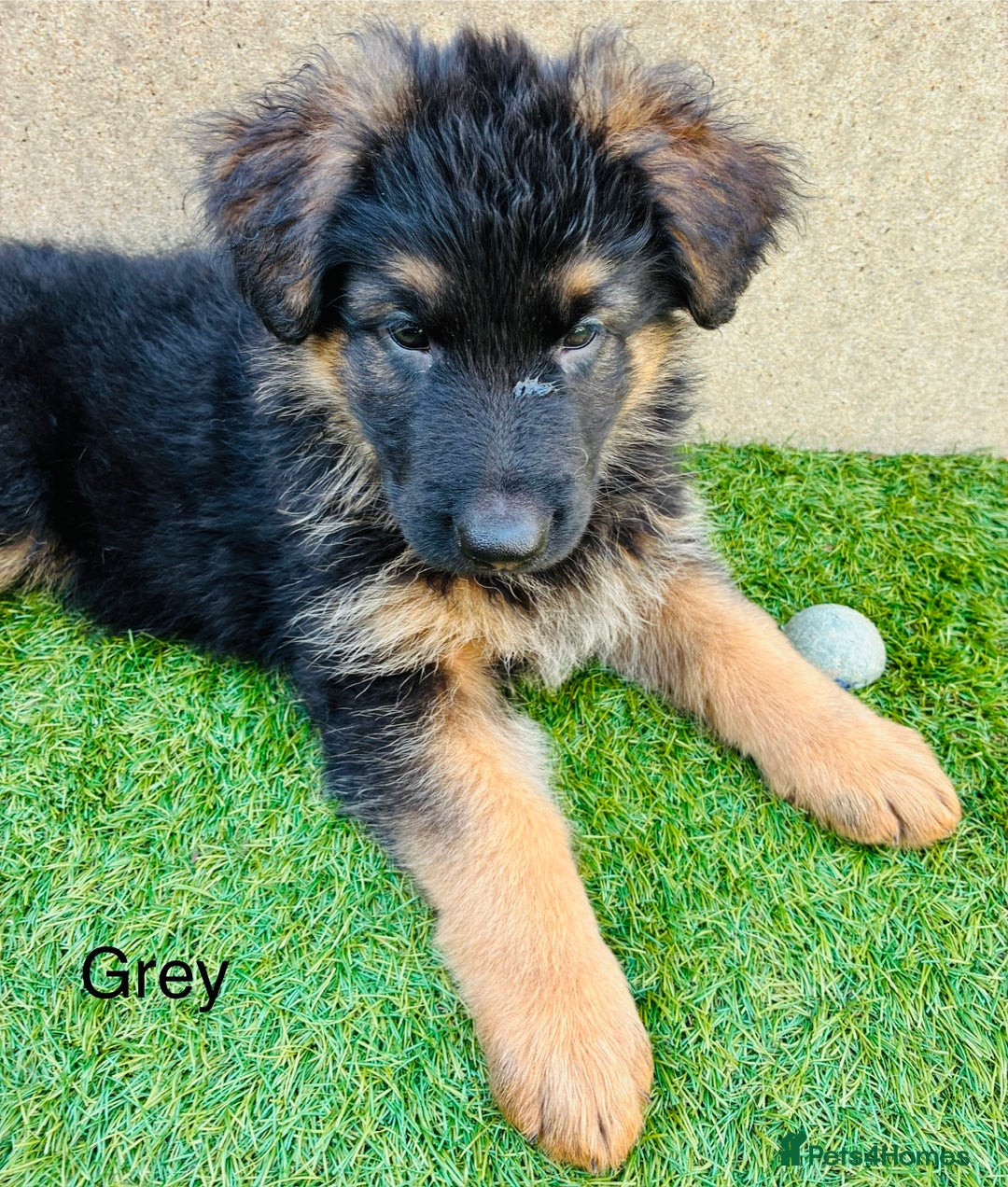 German Shepherd dogs for sale: German Shepherd pups for sale  - Image 6