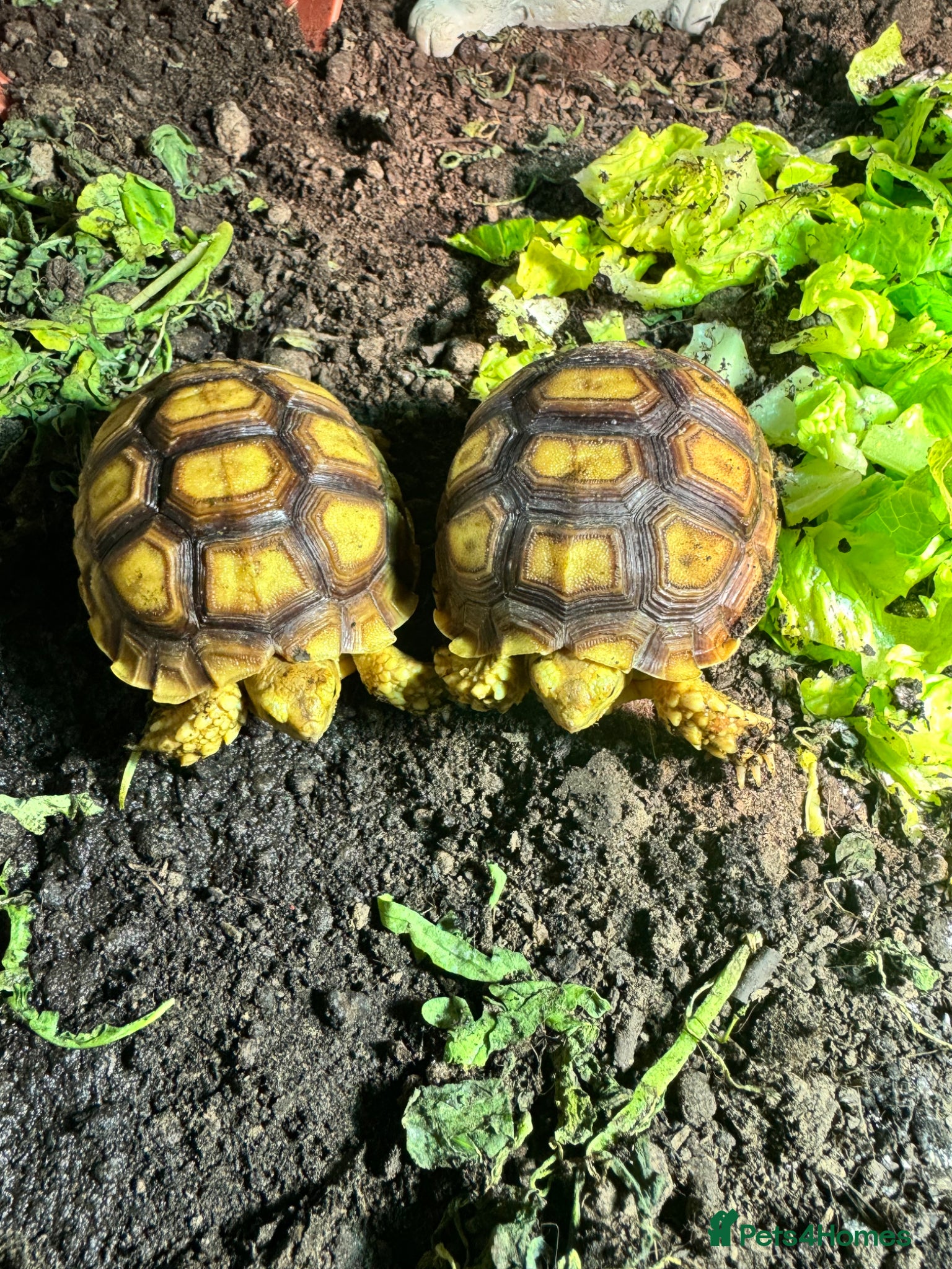 Tortoise reptiles Baby Sulcata Tortoises & Full Set Ups!! - Advert 2