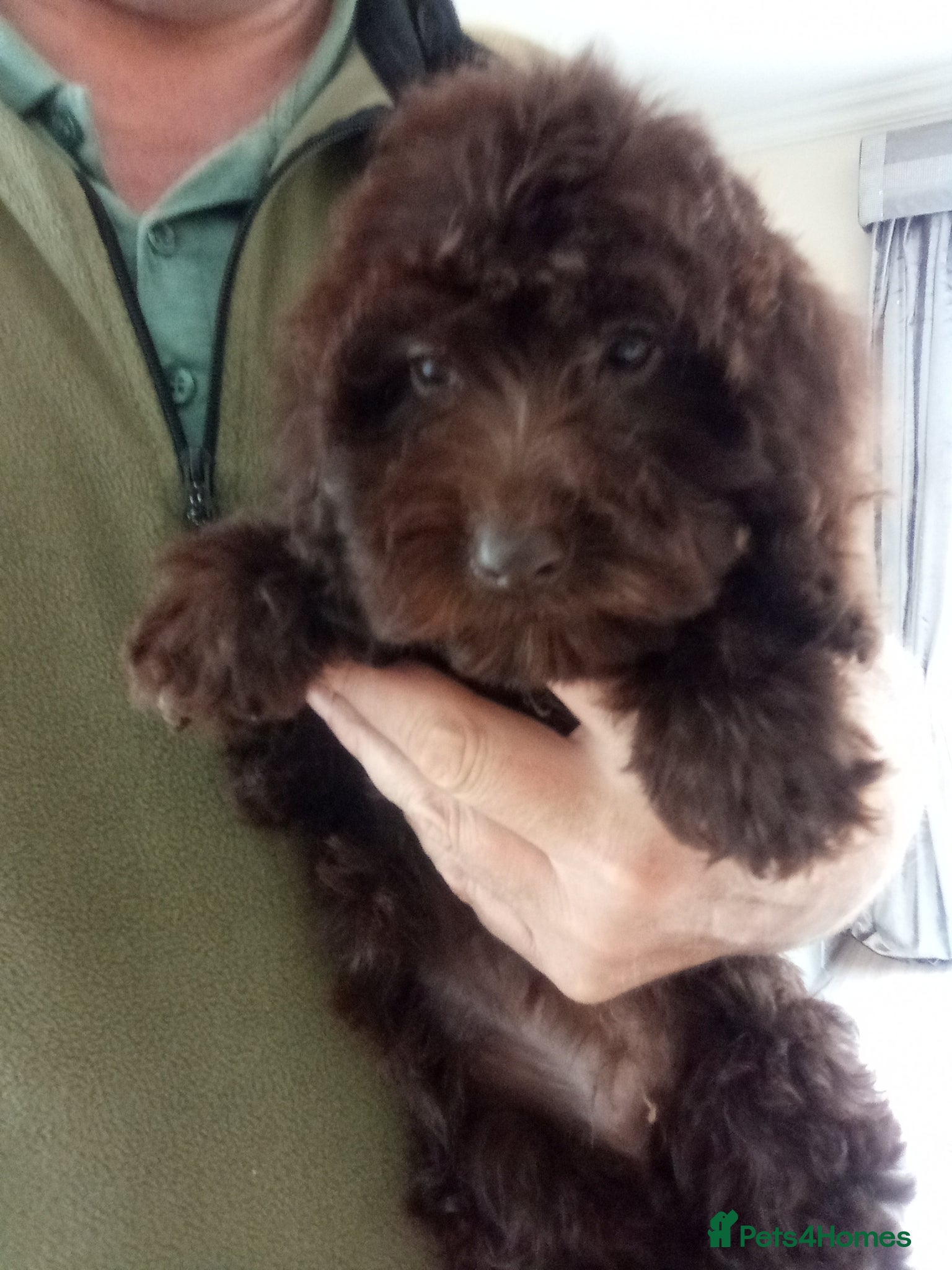 Mixed Breed dogs Cockapoo puppies  - Advert 2