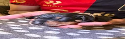 Dachshund dogs for sale: Dachshund Puppies - Ready to reserve - Advert 25
