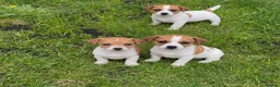 Jack Russell dogs for sale: Jack Russell pups - Advert 3