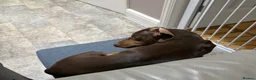 Miniature Dachshund dogs for sale: Miniature Dachshund  - Advert 3