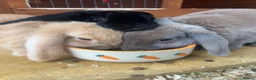 Dwarf Lop rabbits for sale: Three bonded lop bunnies in Northampton - Advert 2