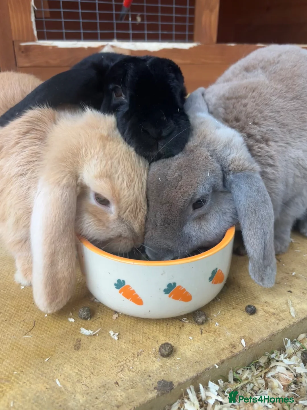 Dwarf Lop rabbits for sale: Three bonded lop bunnies in Northampton - Advert 2